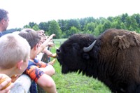 Die Bisonf�tterung